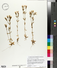 Centaurium littorale image