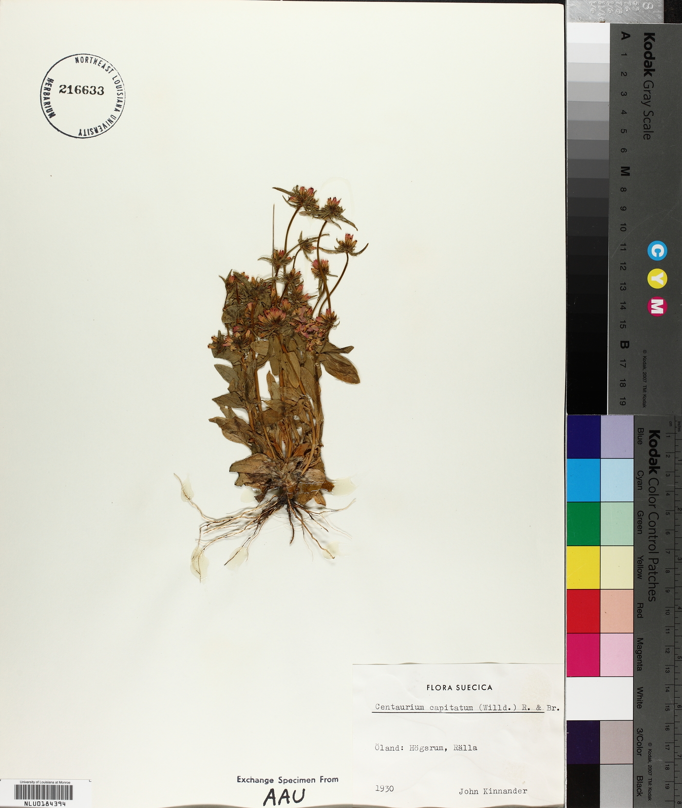 Centaurium erythraea var. capitatum image