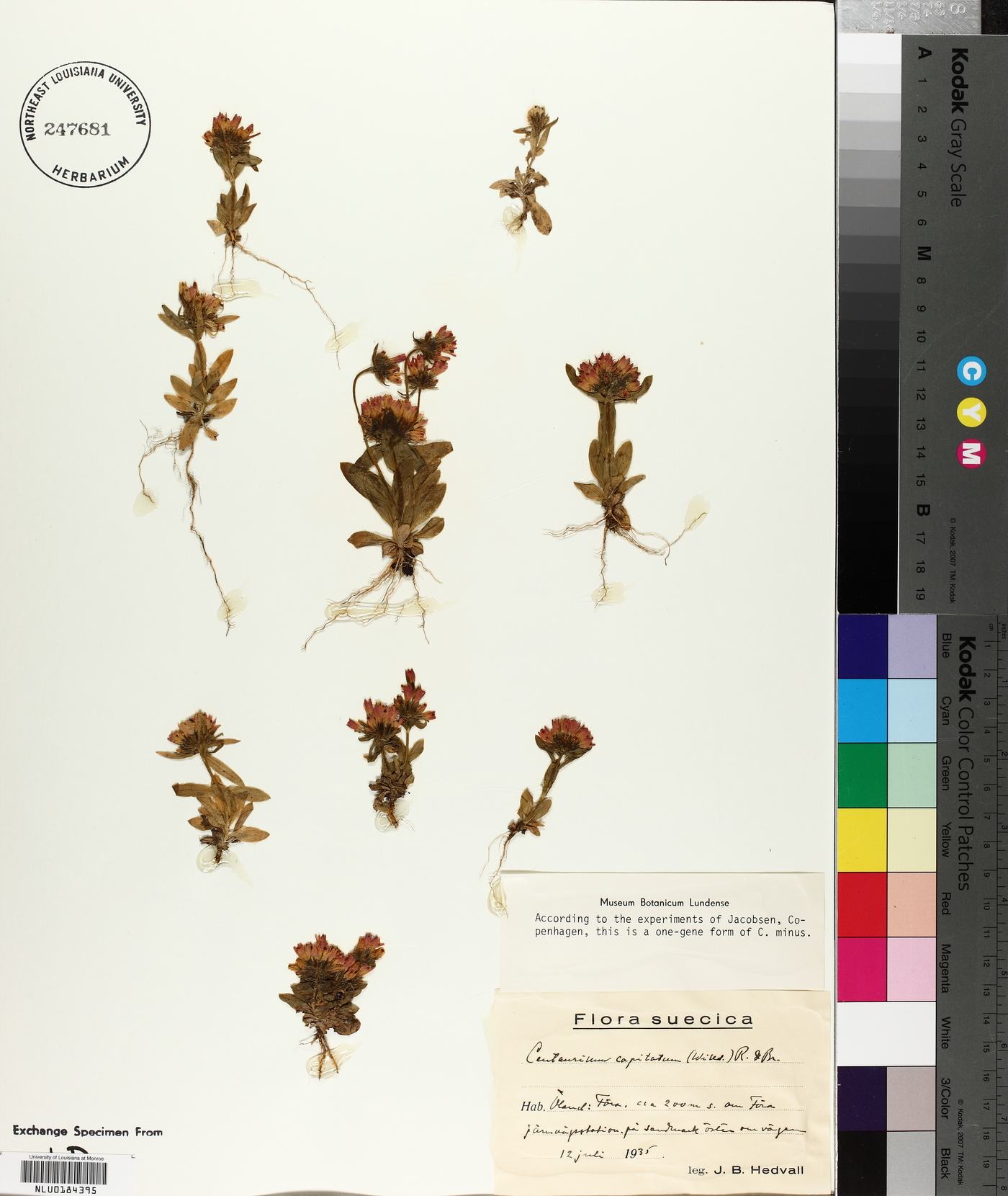 Centaurium erythraea var. capitatum image