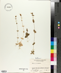 Blackstonia perfoliata image