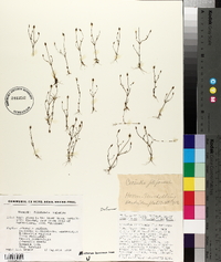 Cicendia filiformis image