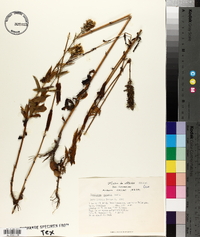 Coutoubea spicata image
