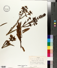 Coutoubea reflexa image