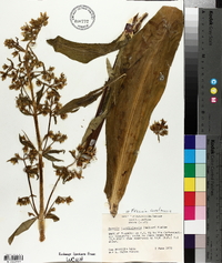 Frasera caroliniensis image