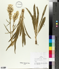 Frasera montana image
