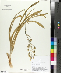 Frasera montana image