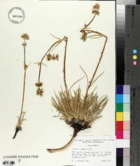 Frasera neglecta image