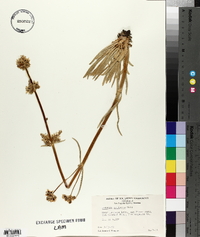 Frasera neglecta image