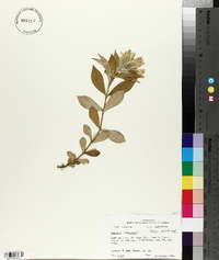 Gentiana saponaria image