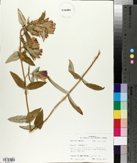 Gentiana saponaria image