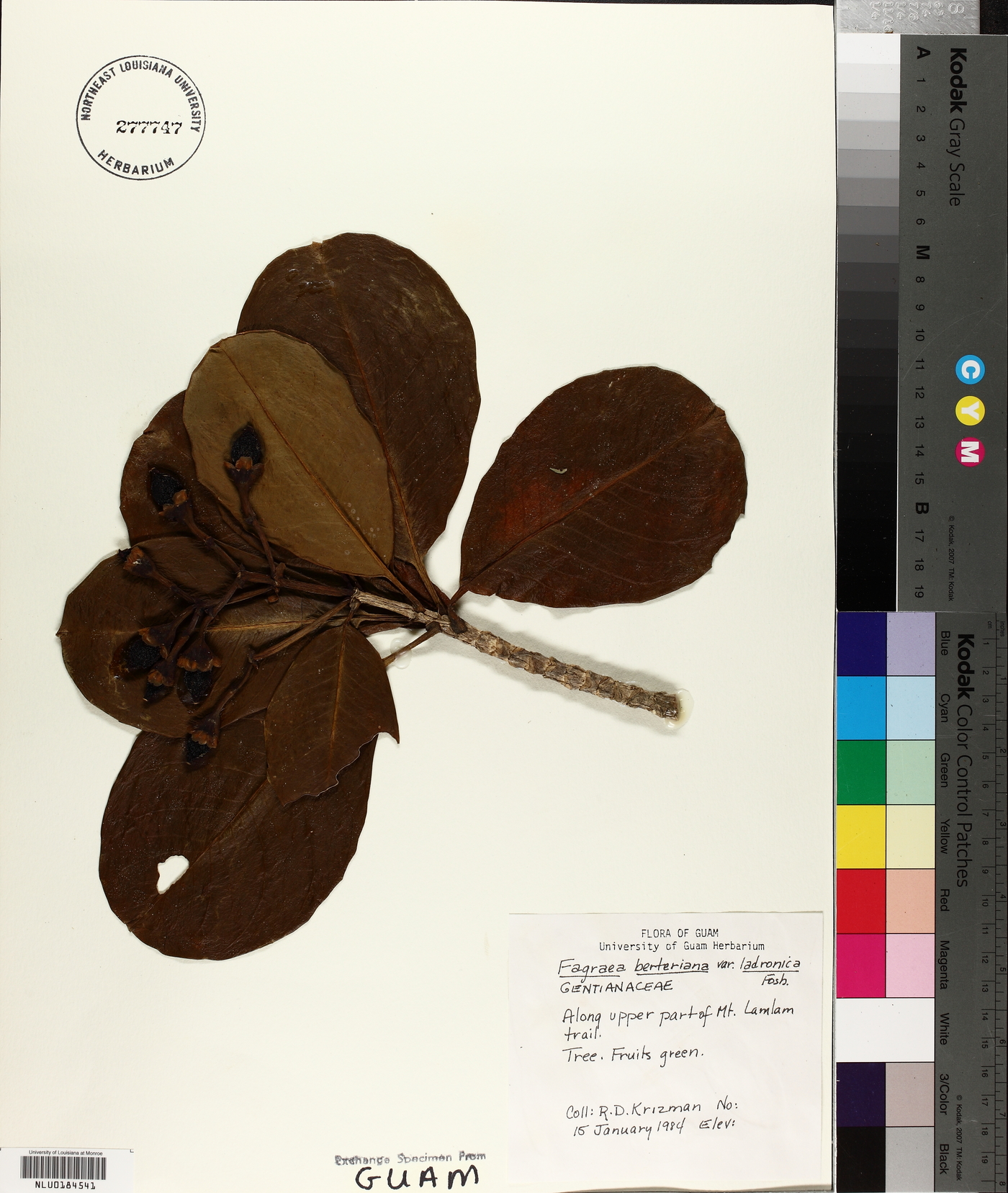 Fagraea berteriana image