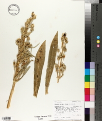 Frasera speciosa image