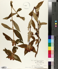 Gentiana clausa image