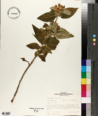 Gentiana clausa image