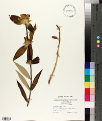 Gentiana clausa image