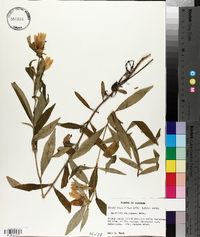 Gentiana catesbaei image