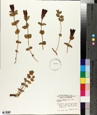 Gentiana calycosa image