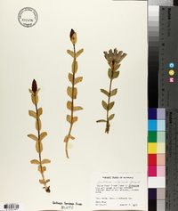 Gentiana calycosa image