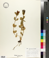 Gentiana calycosa image