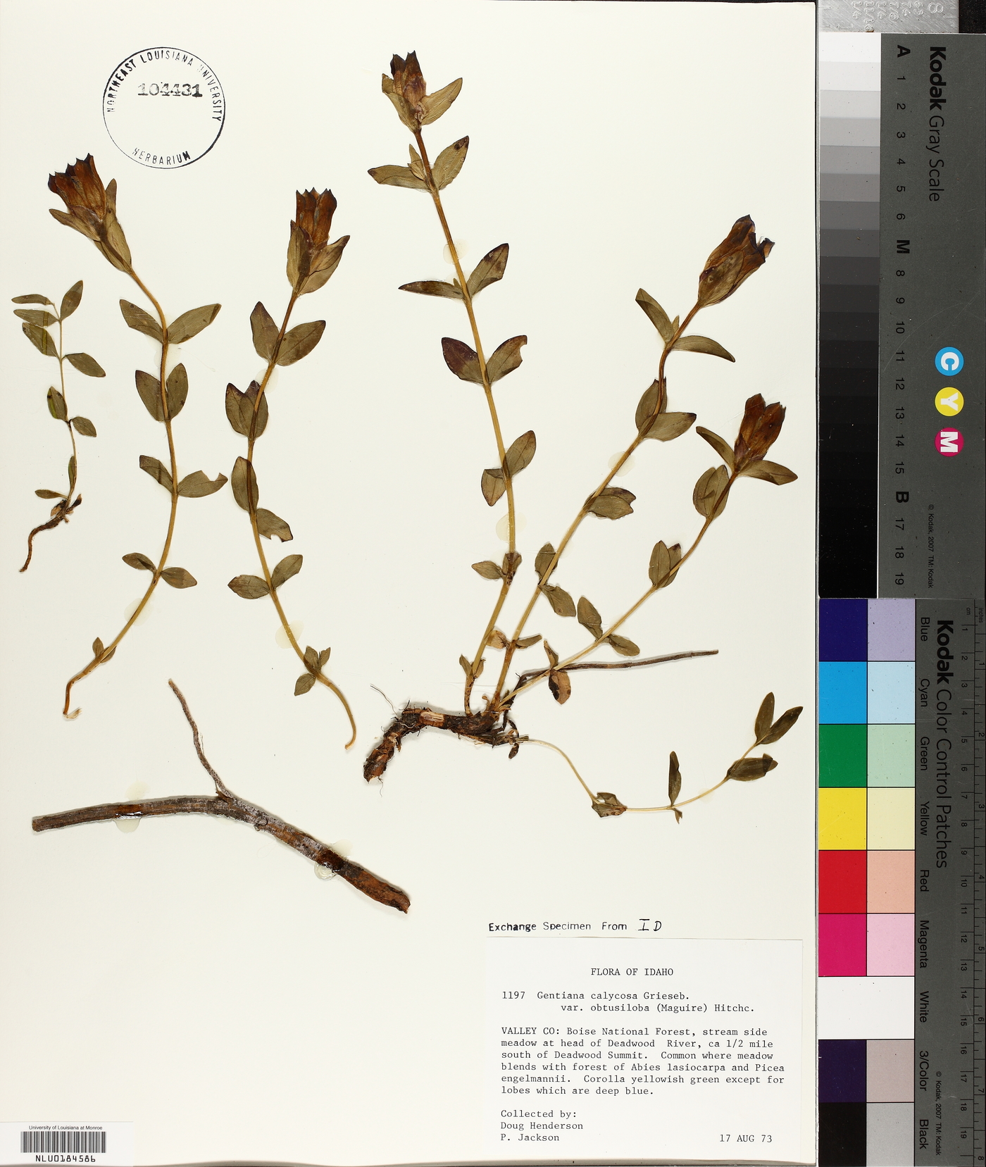 Gentiana calycosa var. obtusiloba image