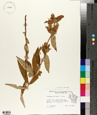 Gentiana andrewsii image