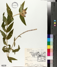 Gentiana andrewsii image