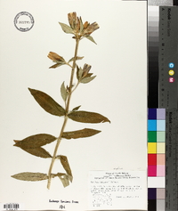 Gentiana andrewsii image