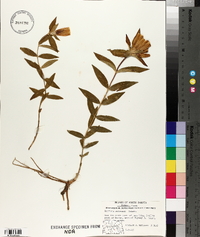 Gentiana andrewsii image