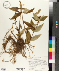 Gentiana andrewsii image