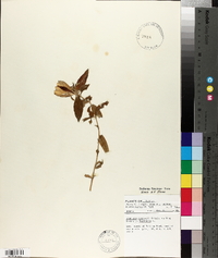 Gentiana andrewsii image