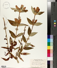 Gentiana andrewsii image