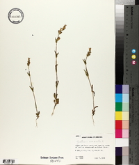 Gentianella amarella subsp. acuta image
