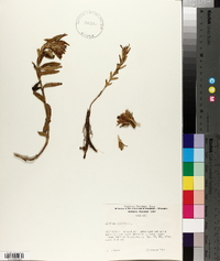 Gentianella amarella subsp. acuta image