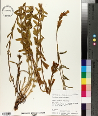 Gentiana affinis image