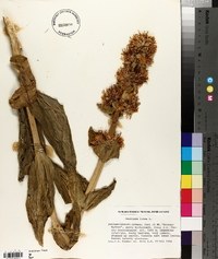 Gentiana lutea image