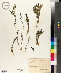 Gentiana nivalis image