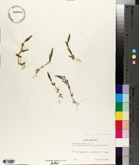 Gentiana nivalis image