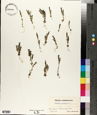 Gentiana nivalis image