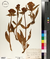 Gentiana purpurea image