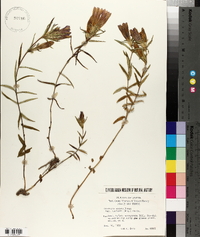 Gentiana scabra image