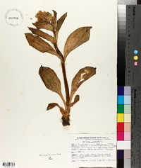 Gentiana punctata image