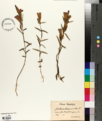 Gentiana pneumonanthe image