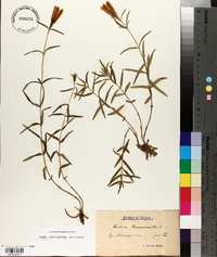 Gentiana pneumonanthe image