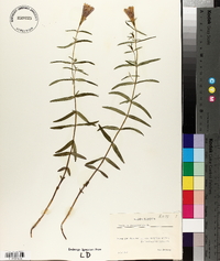Gentiana pneumonanthe image