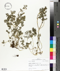 Corydalis micrantha image