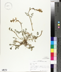 Corydalis micrantha image