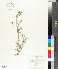 Corydalis micrantha image