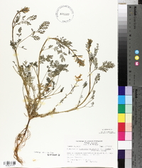 Corydalis micrantha image