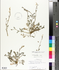 Corydalis micrantha image