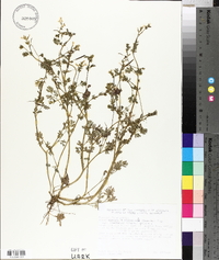 Corydalis micrantha image
